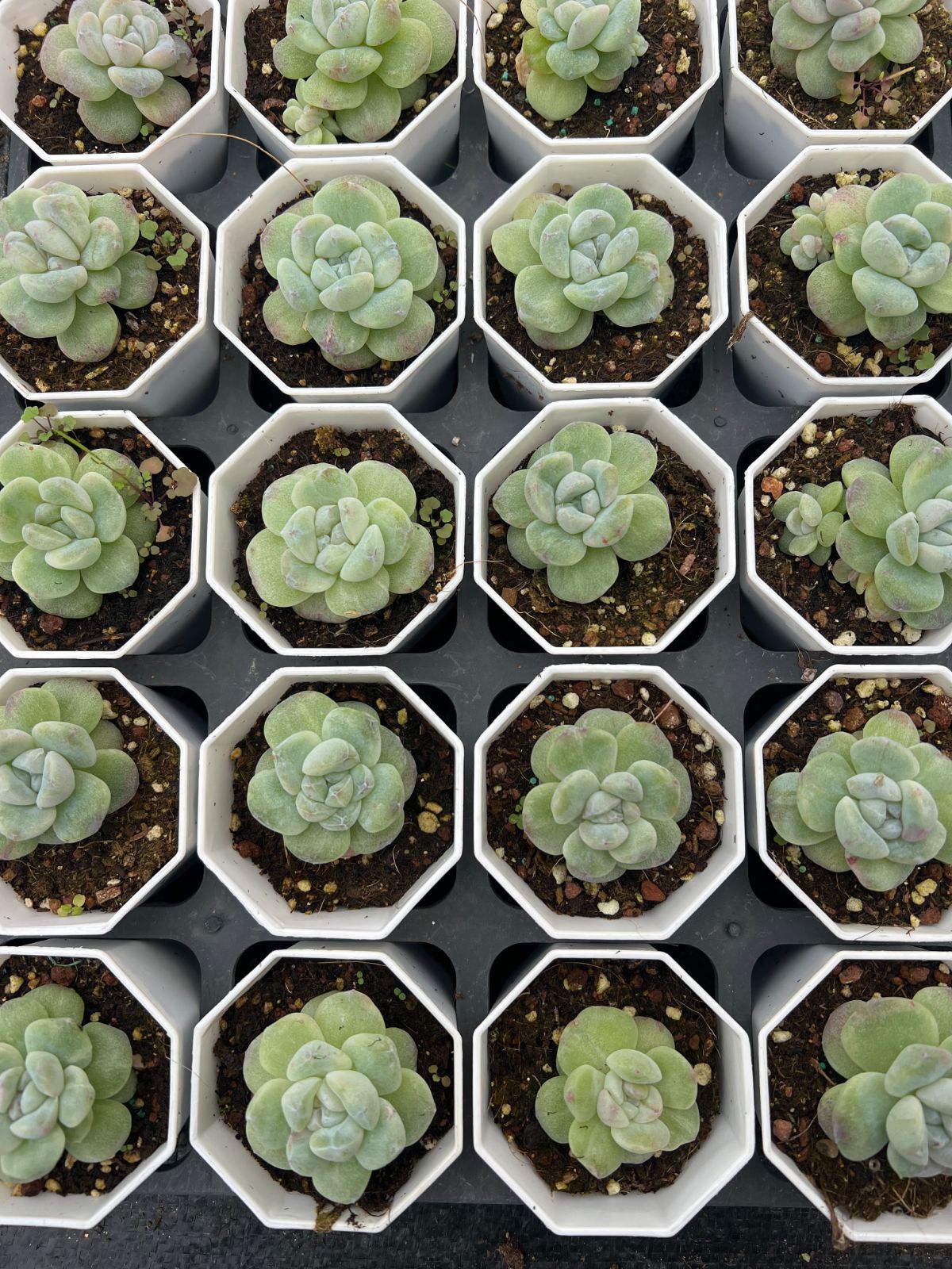 50株×ヒョウギョクセッカ 多肉植物 エケベリア セダム アエオニウム グラプトペタルム 韓国苗 寄せ植え YP 172