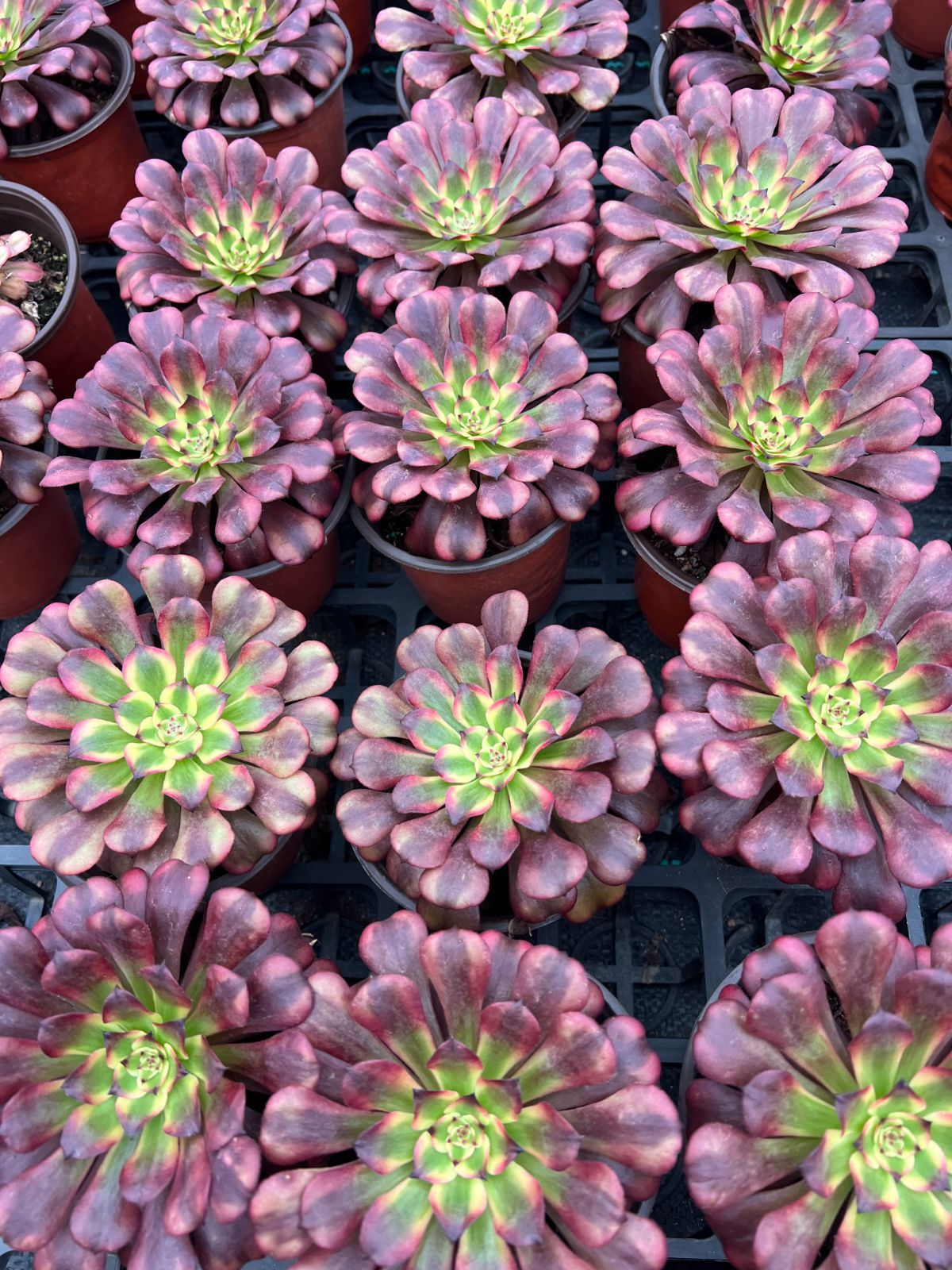 18株×ビキ 多肉植物 エケベリア セダム アエオニウム グラプトペタルム 韓国苗 寄せ植え YP 179