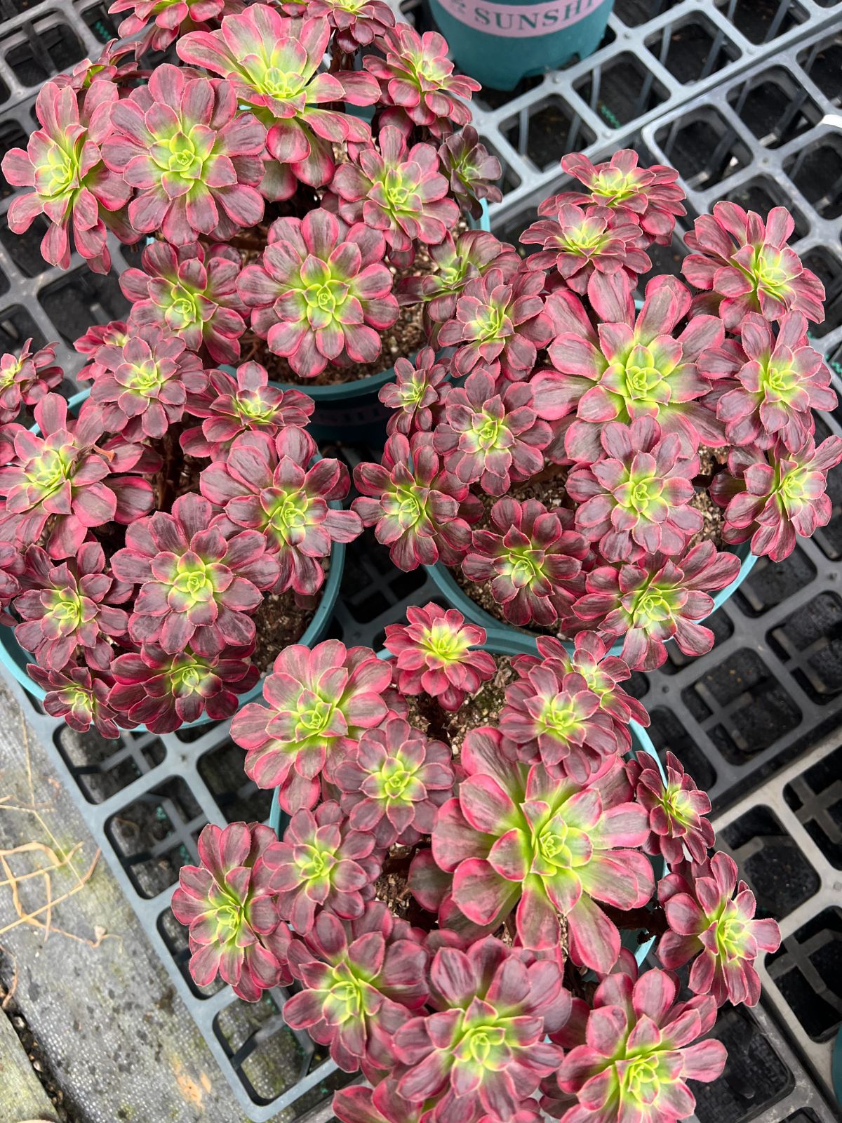 6株 アンナ 多肉植物 エケベリア セダム アエオニウム グラプトペタルム 韓国苗 寄せ植え YP 184