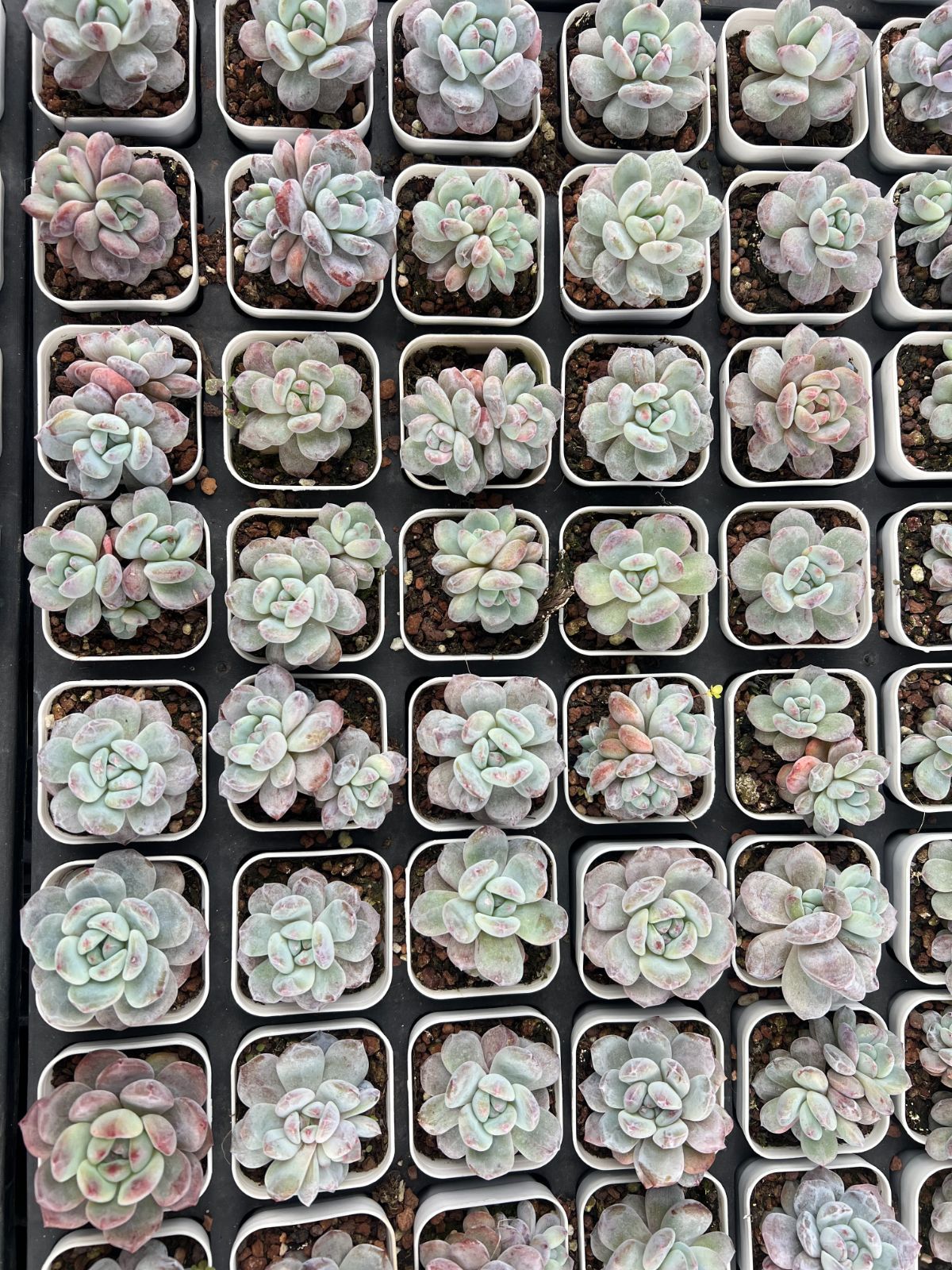 50株 オレンジムーロンセッカ 多肉植物 エケベリア セダム アエオニウム グラプトペタルム 韓国苗 寄せ植え YP 130