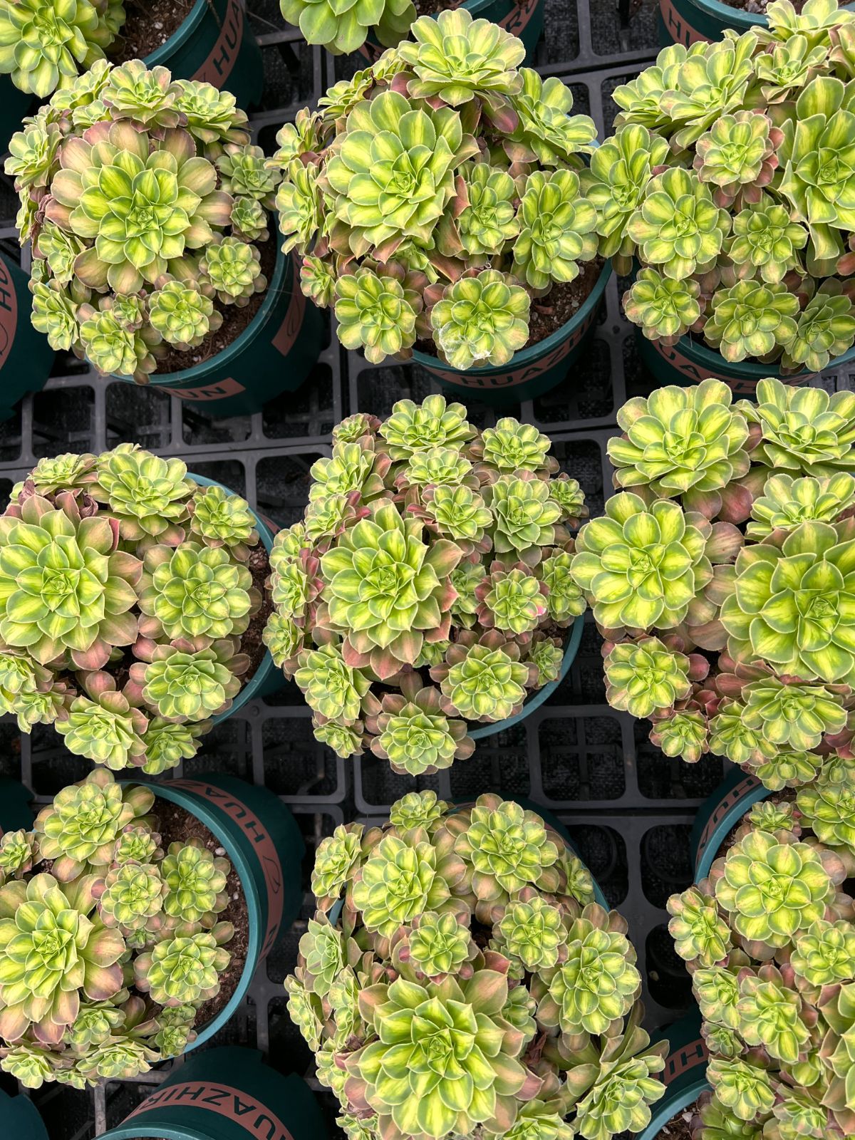 6株×ショウカ 多肉植物 エケベリア セダム アエオニウム グラプトペタルム 韓国苗 寄せ植え YP 177