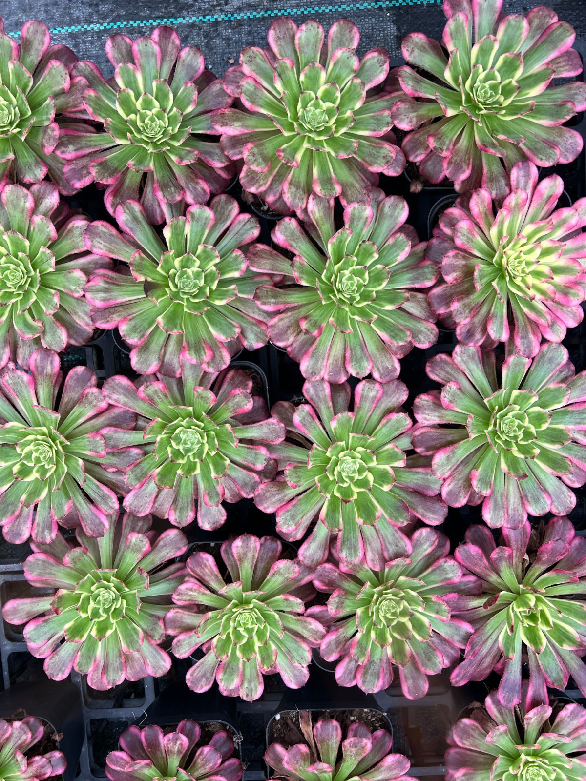 18株×ヴィーナス 多肉植物 エケベリア セダム アエオニウム グラプトペタルム 韓国苗 寄せ植え YP178