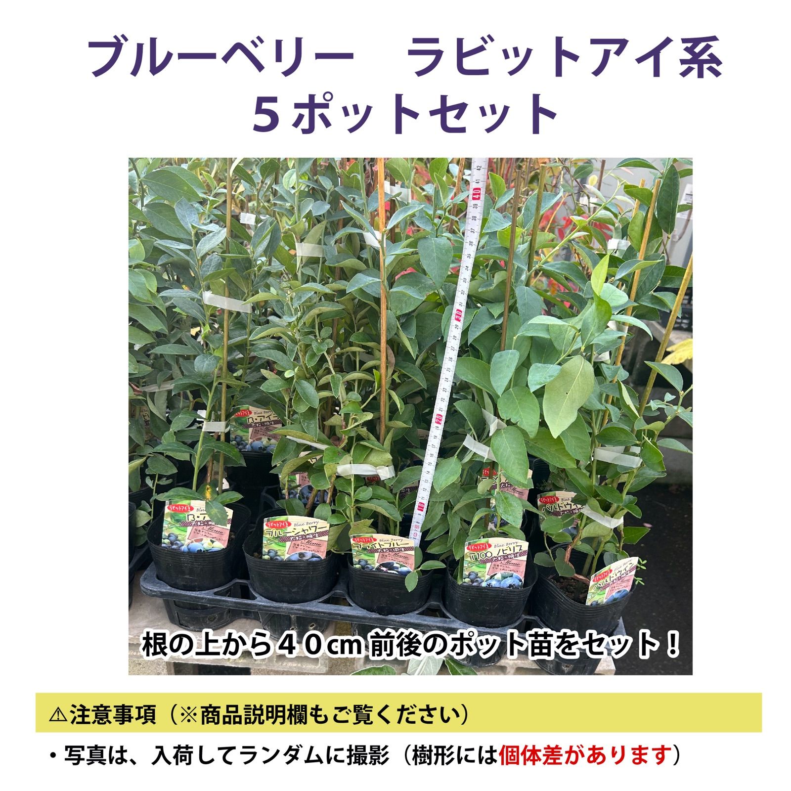 ブルーベリー苗 フェスティバル ラビットアイ系 準大苗 8号鉢