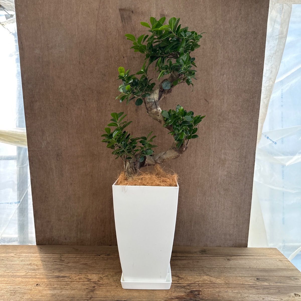 ガジュマル Ficus microcarpa 現品 昇り龍 仕立て フィカス