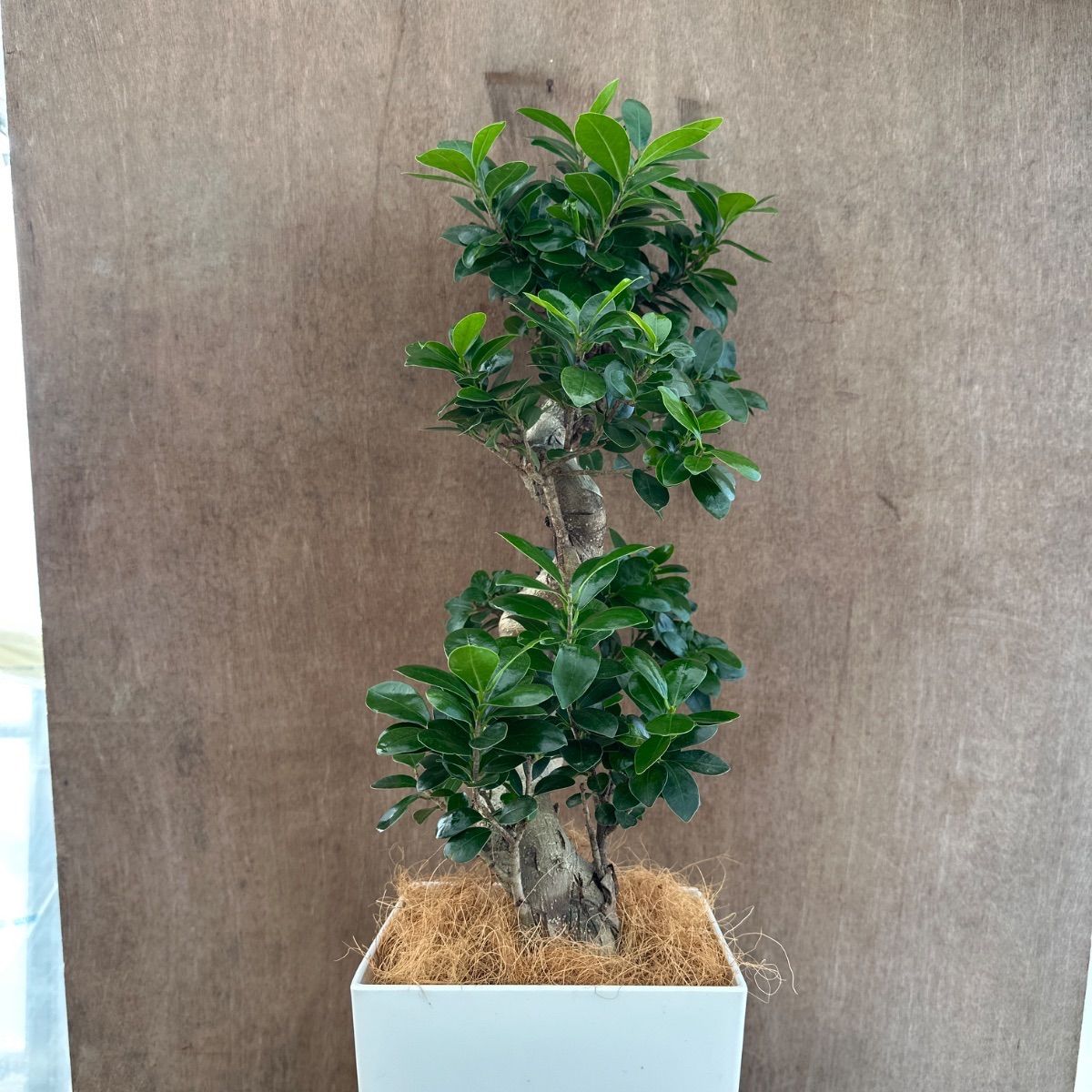 ガジュマル Ficus microcarpa 現品 昇り龍 仕立て フィカス ミクロカルパ 多幸の木 幸せを呼ぶ木 まがり 観葉植物 観葉 植物 珍奇植物 珍奇 珍しい 塊根植物 塊根 コーデックス インテリア プレゼント 開店祝い 新築祝い