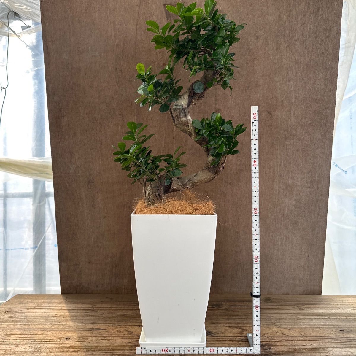 ガジュマル Ficus microcarpa 現品 昇り龍 仕立て フィカス