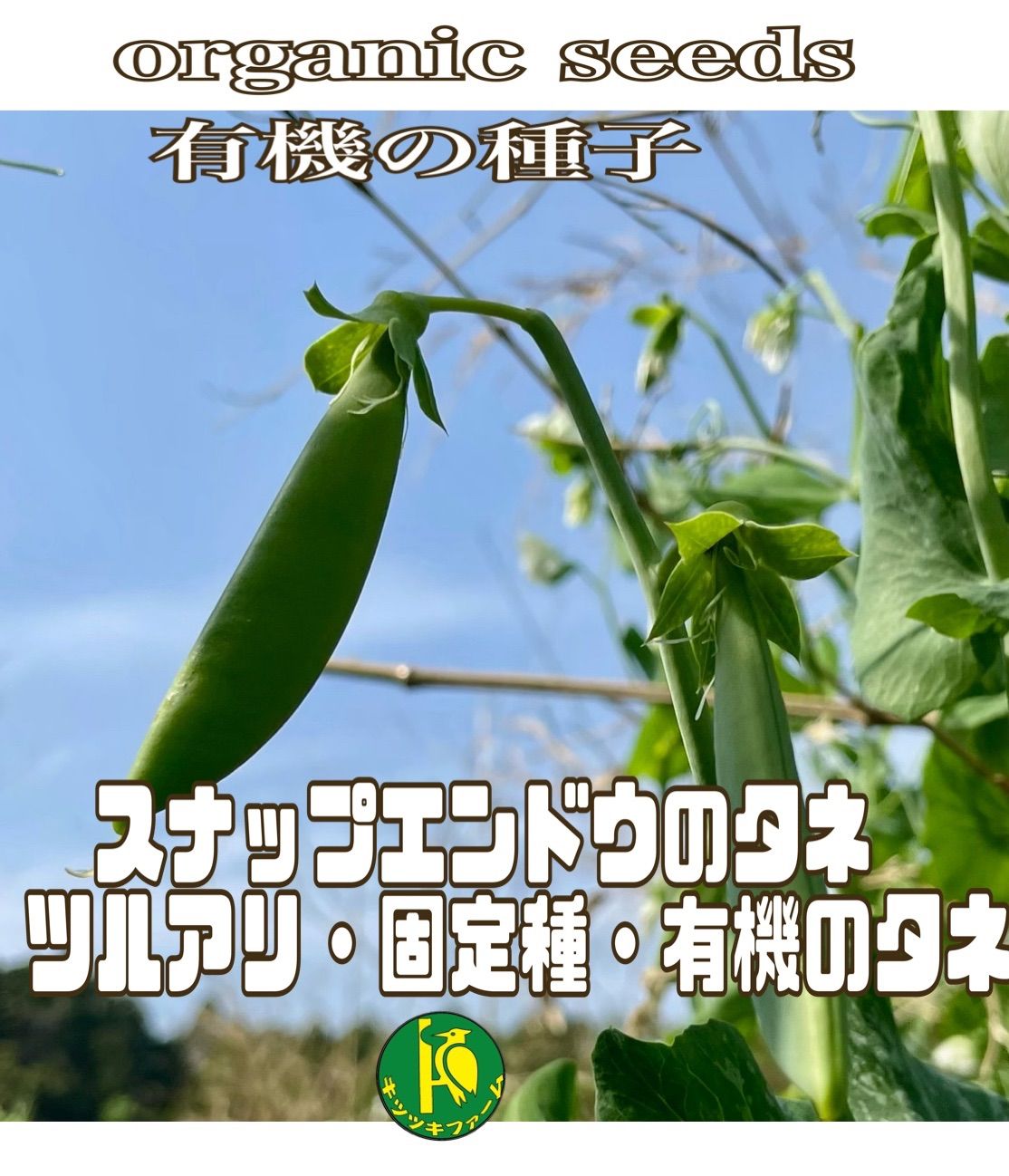 スナップエンドウ（固定種）のタネ 450粒 無農薬無科学肥料栽培の種子