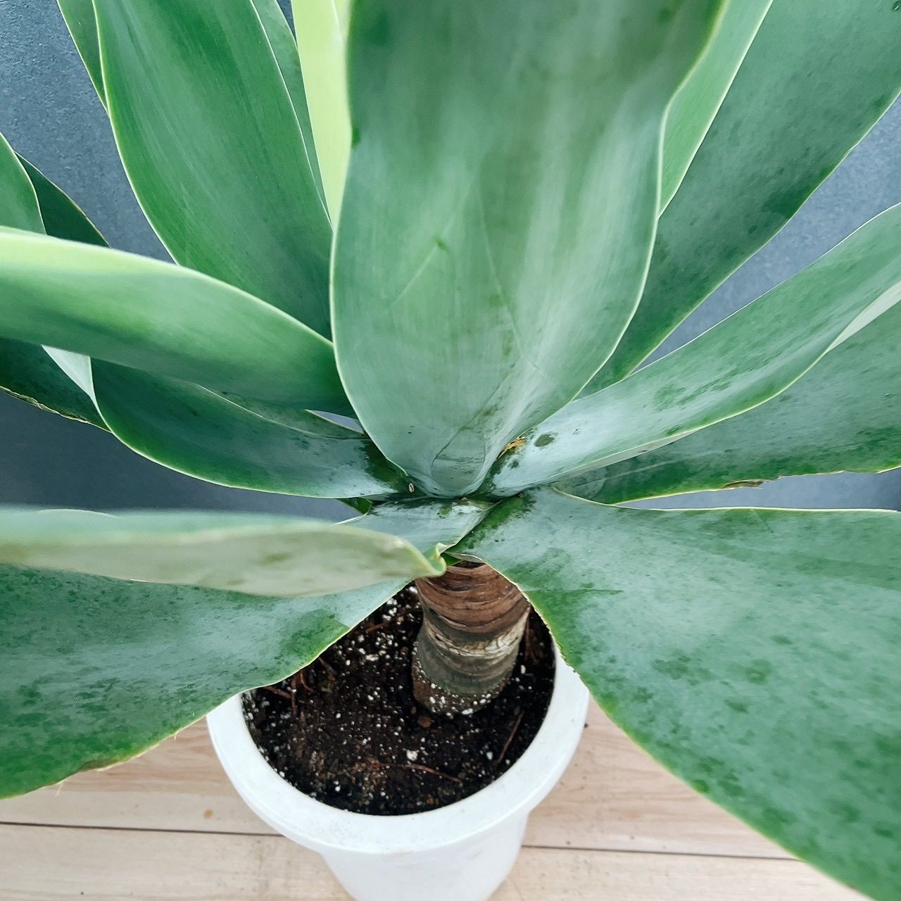 【現品】アガベ・アテナータ　8号鉢　M46番 58 大型アガベ・アテナータ 8号 現品】アガベ・アテナータ 8号鉢 か