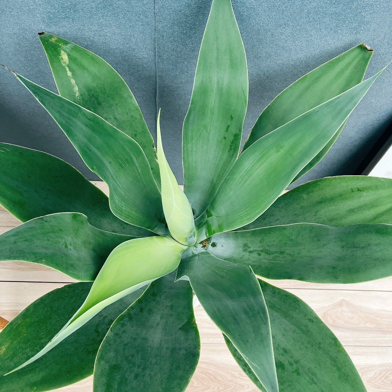 現品］K アガベ アテナータ 8号 観葉植物 大型 綺麗 屋外 多肉植物