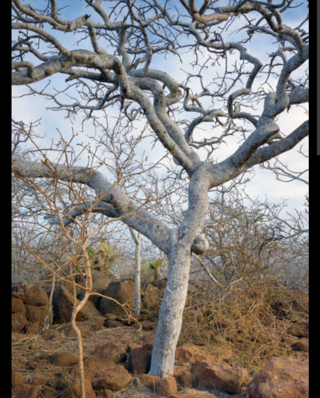 ペルー産 パロサント200本火つけやすいサイズにカット浄化瞑想