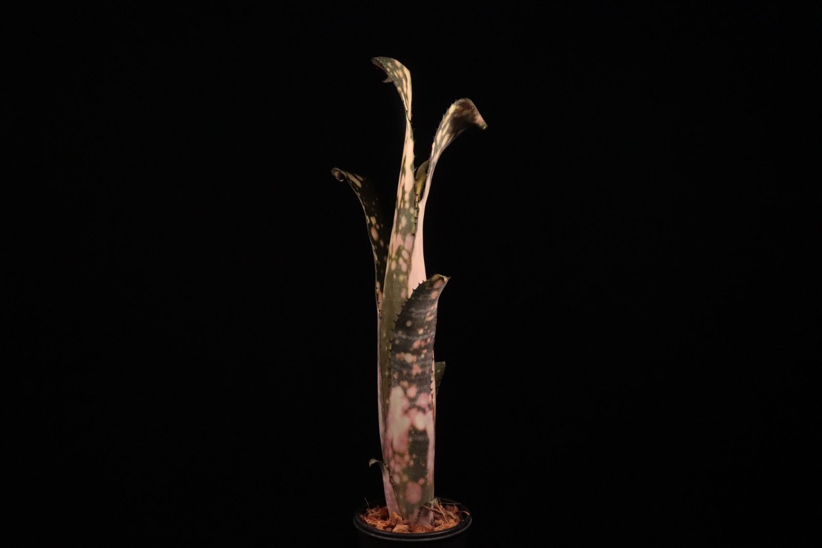 Billbergia 'Cold Fusion'〔ビルベルギア〕B0254 送料無料】Billbergia 'Cold Fusion'〔ビルベルギア〕現品発送B0254