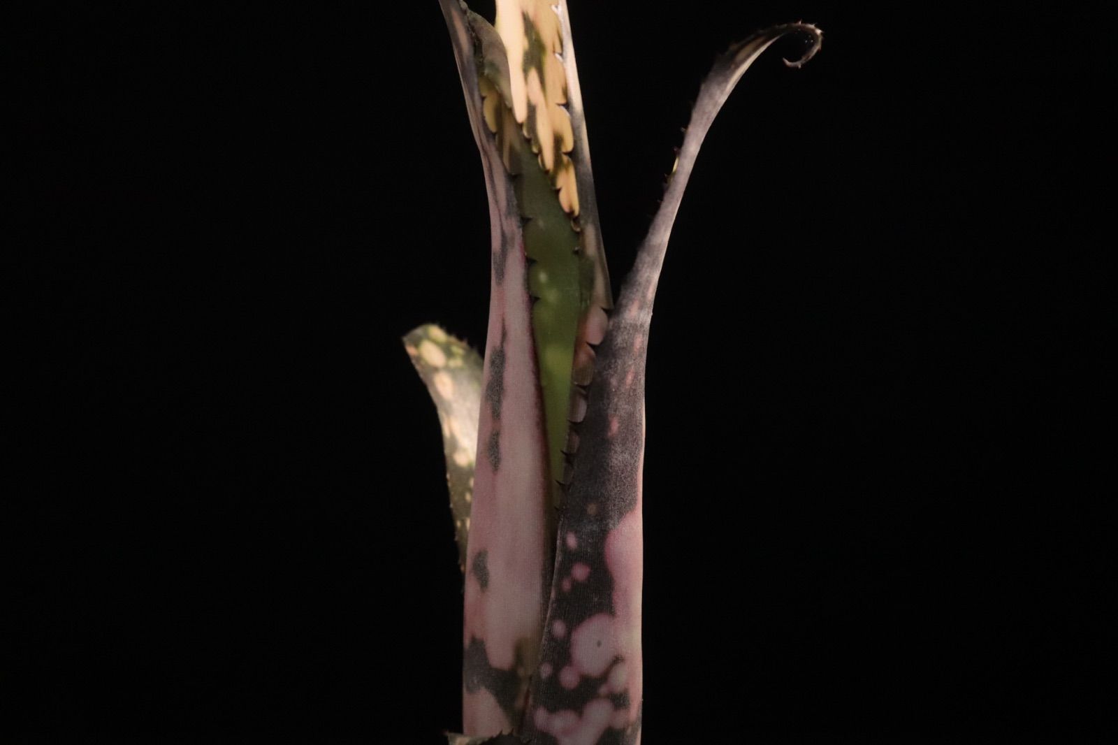 送料無料】Billbergia 'Cold Fusion'〔ビルベルギア〕現品発送B0254