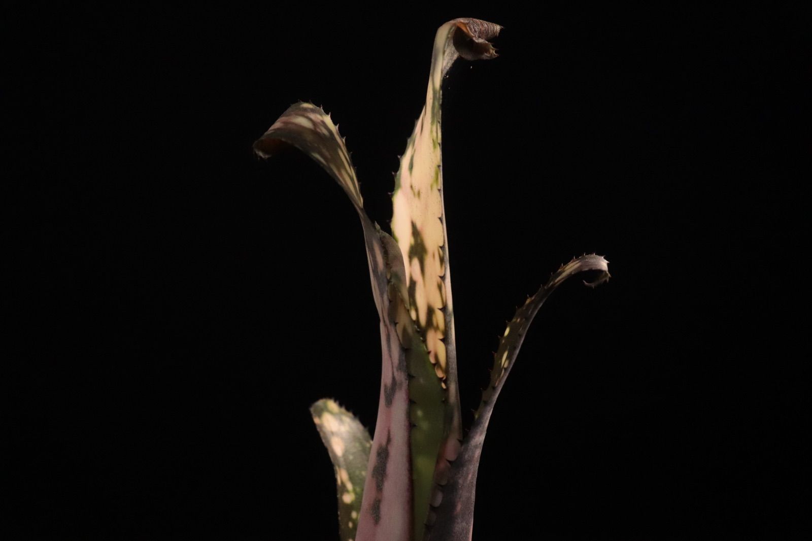 Billbergia 'Cold Fusion'〔ビルベルギア〕B0254 送料無料】Billbergia 'Cold Fusion'〔ビルベルギア〕現品発送B0254