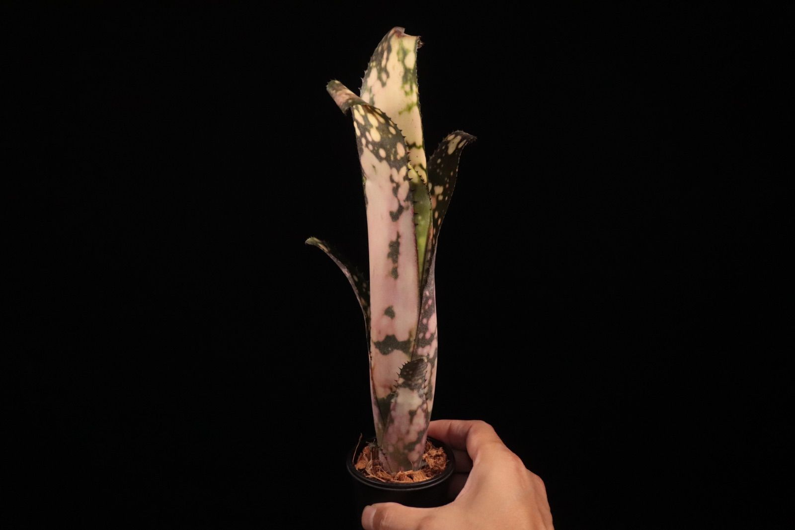 送料無料】Billbergia 'Cold Fusion'〔ビルベルギア〕現品発送B0254