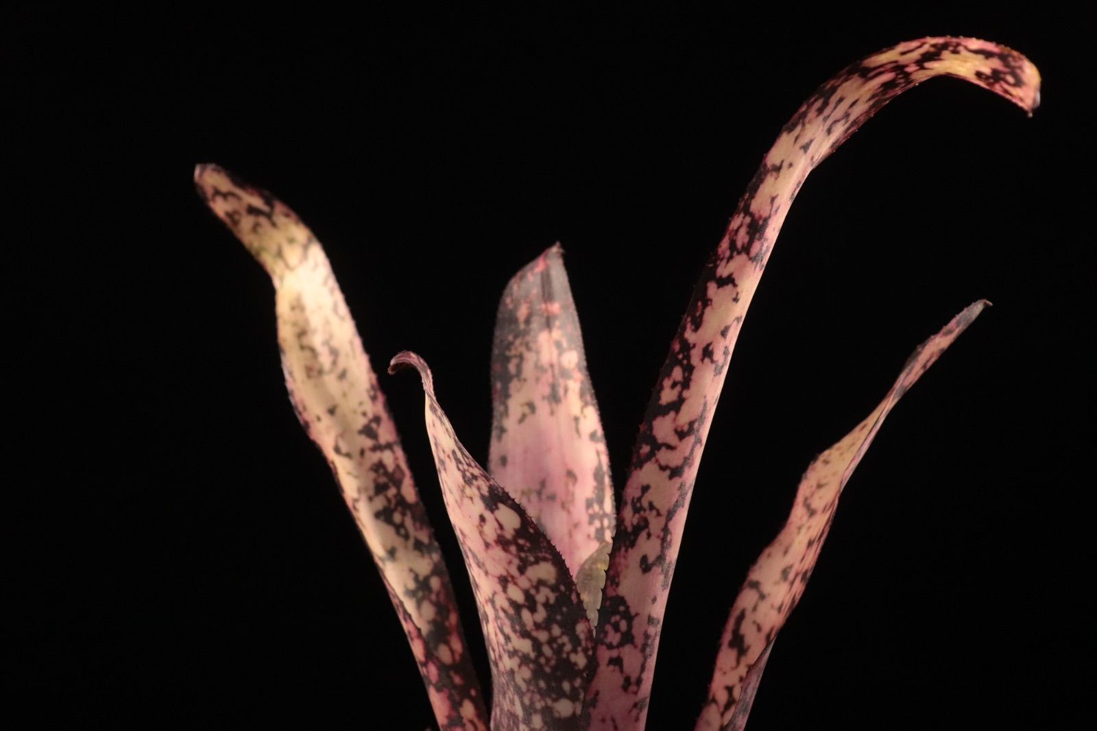 送料無料】Billbergia 'Dreams'〔ビルベルギア〕現品発送B0261 /@plane