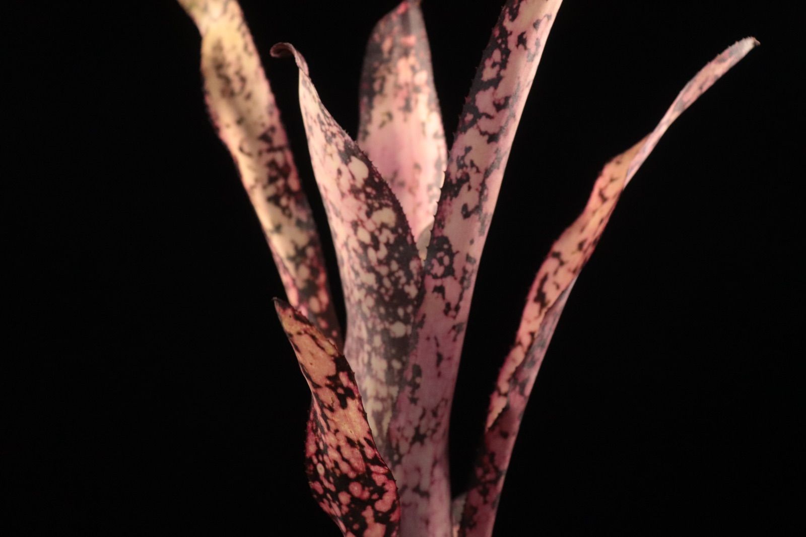 Billbergia 'Dreams'〔ビルベルギア〕現品発送B0261 送料無料】Billbergia 'Dreams'〔ビルベルギア〕現品発送B0261 /@plane