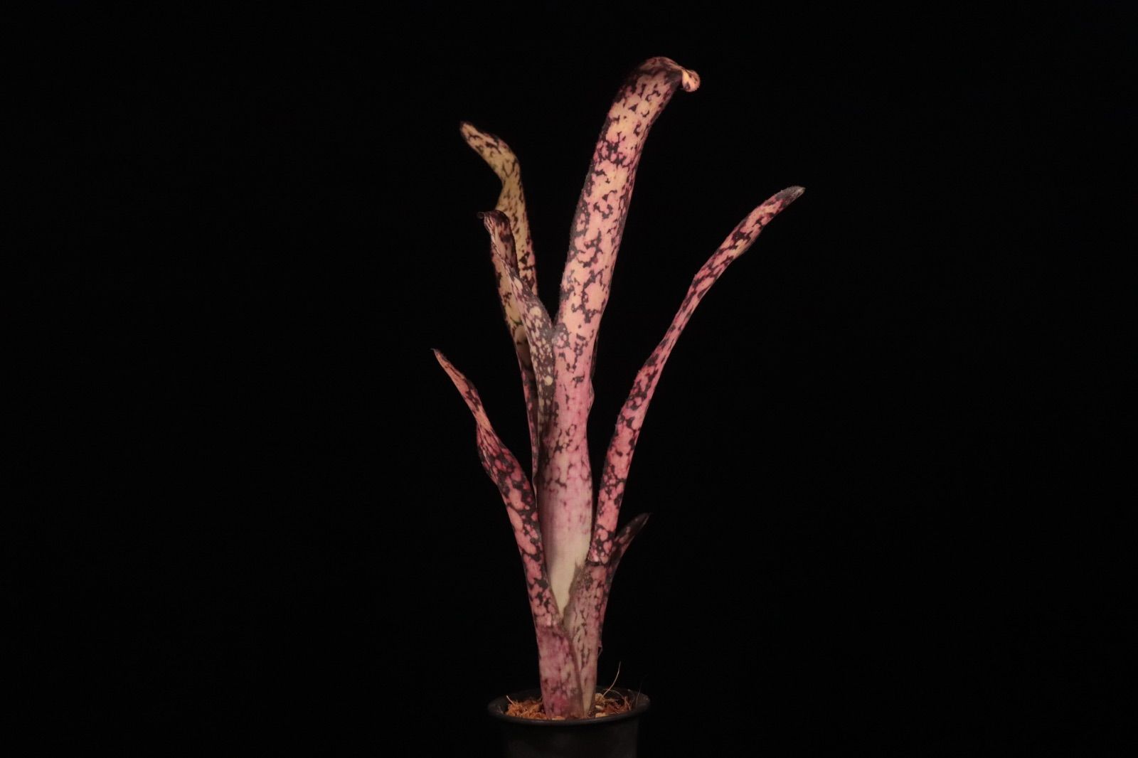 Billbergia 'Dreams'〔ビルベルギア〕現品発送B0261 送料無料】Billbergia 'Dreams'〔ビルベルギア〕現品発送B0261 /@plane