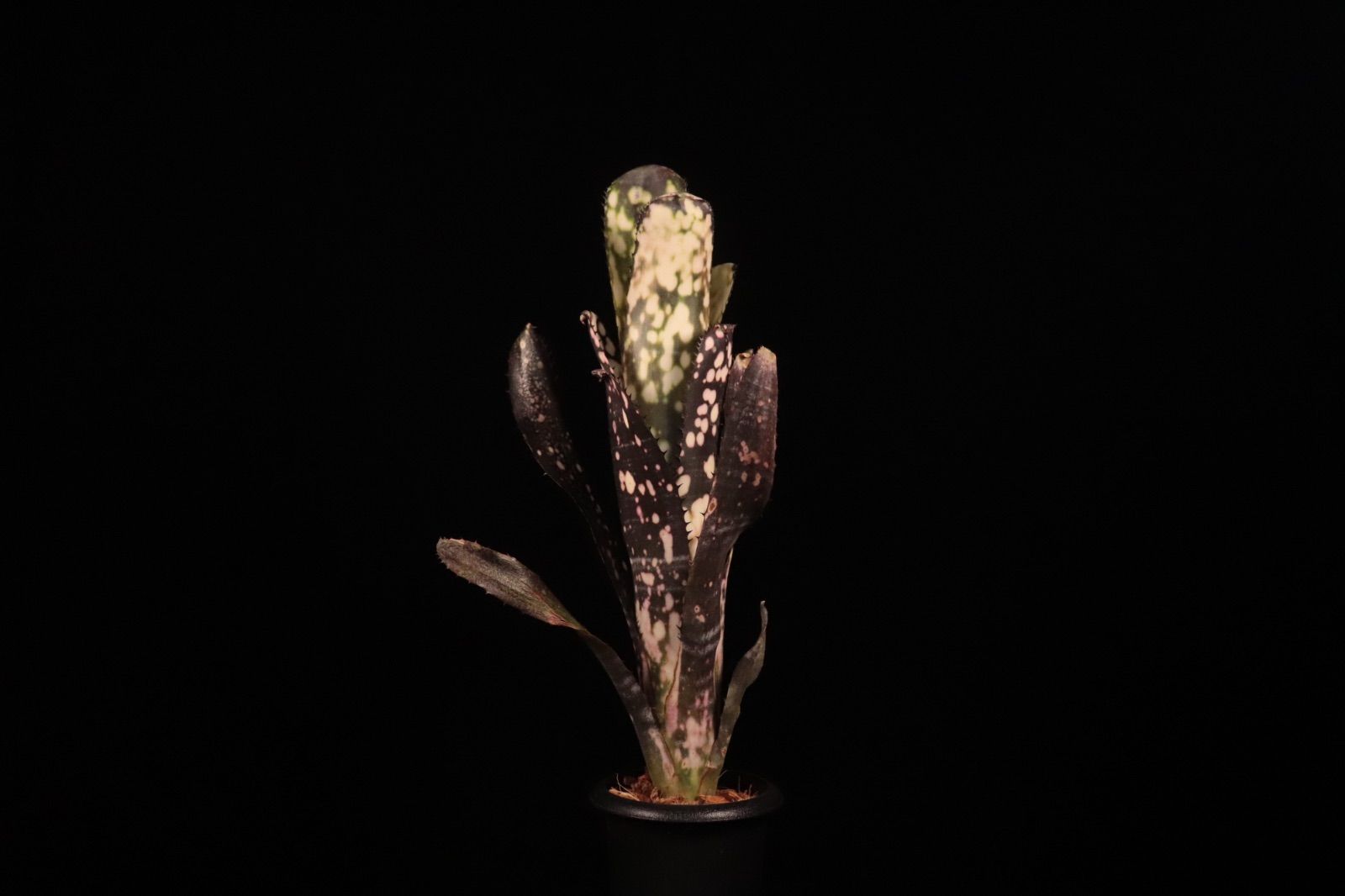 〔ビルベルギア〕現品発送B