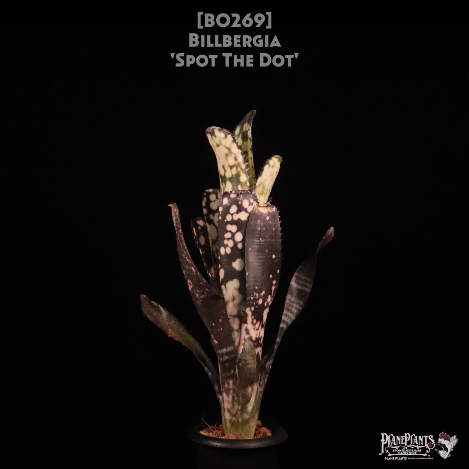 Billbergia 'Spot The Dot'〔ビルベルギア〕B0269 送料無料】Billbergia 'Spot The Dot'〔ビルベルギア〕現品発送B0269