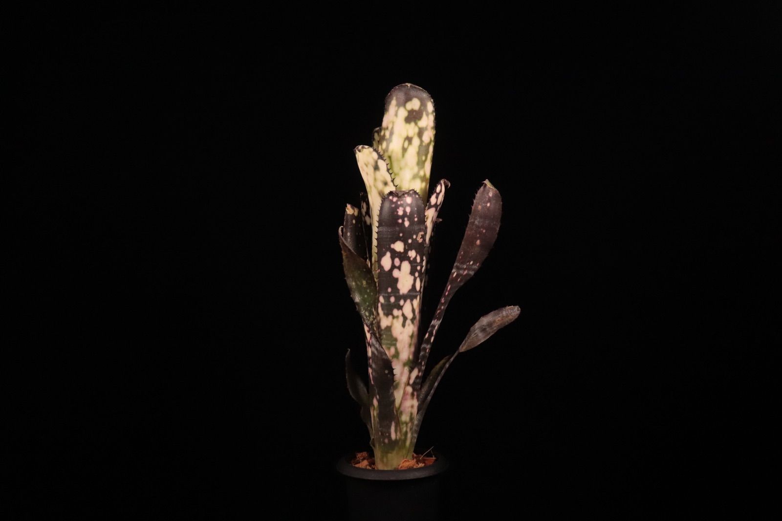 Billbergia 'Spot The Dot'〔ビルベルギア〕B0269 送料無料】Billbergia 'Spot The Dot'〔ビルベルギア〕現品発送B0269