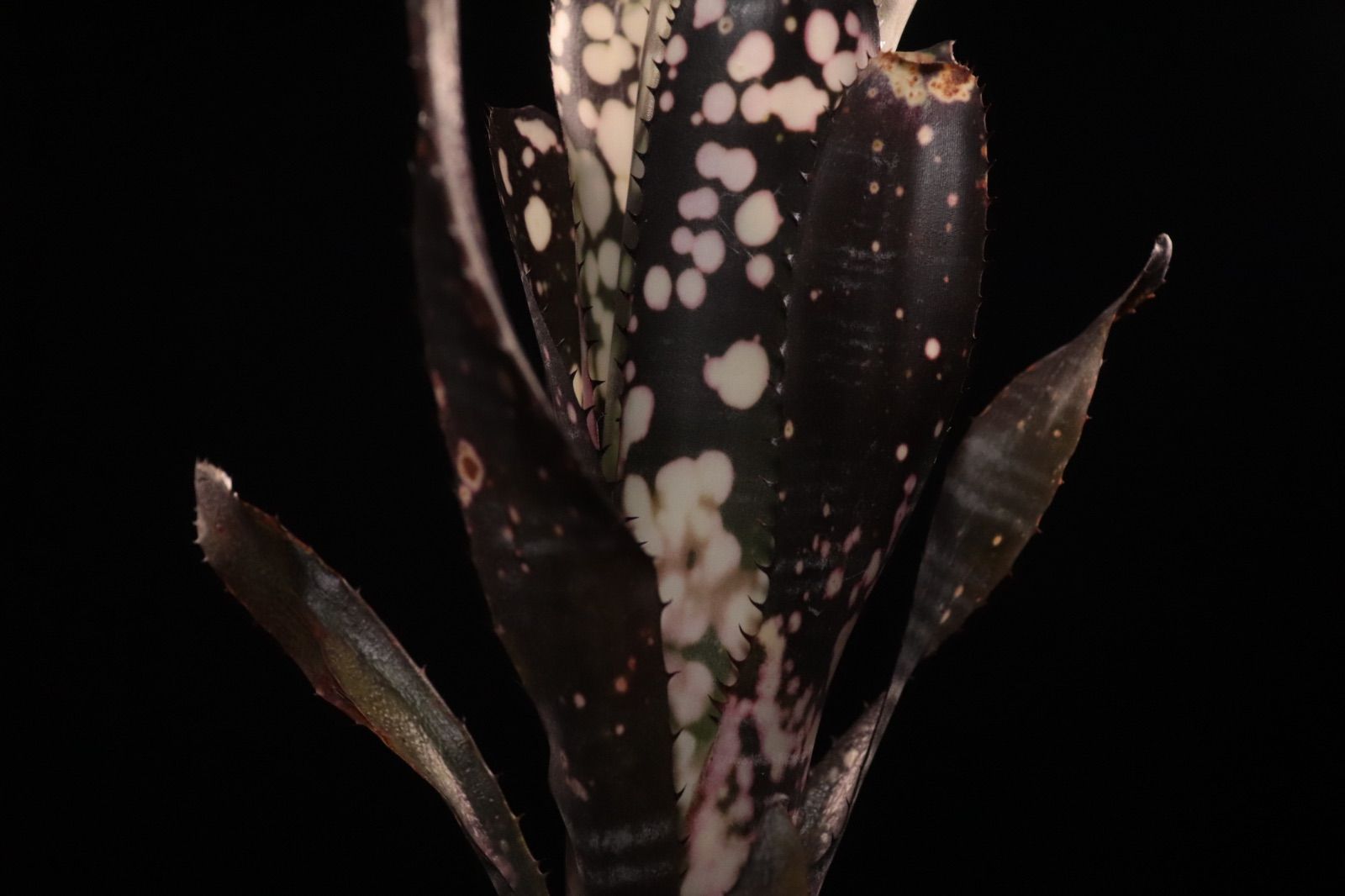 送料無料】Billbergia 'Spot The Dot'〔ビルベルギア〕現品発送B0269