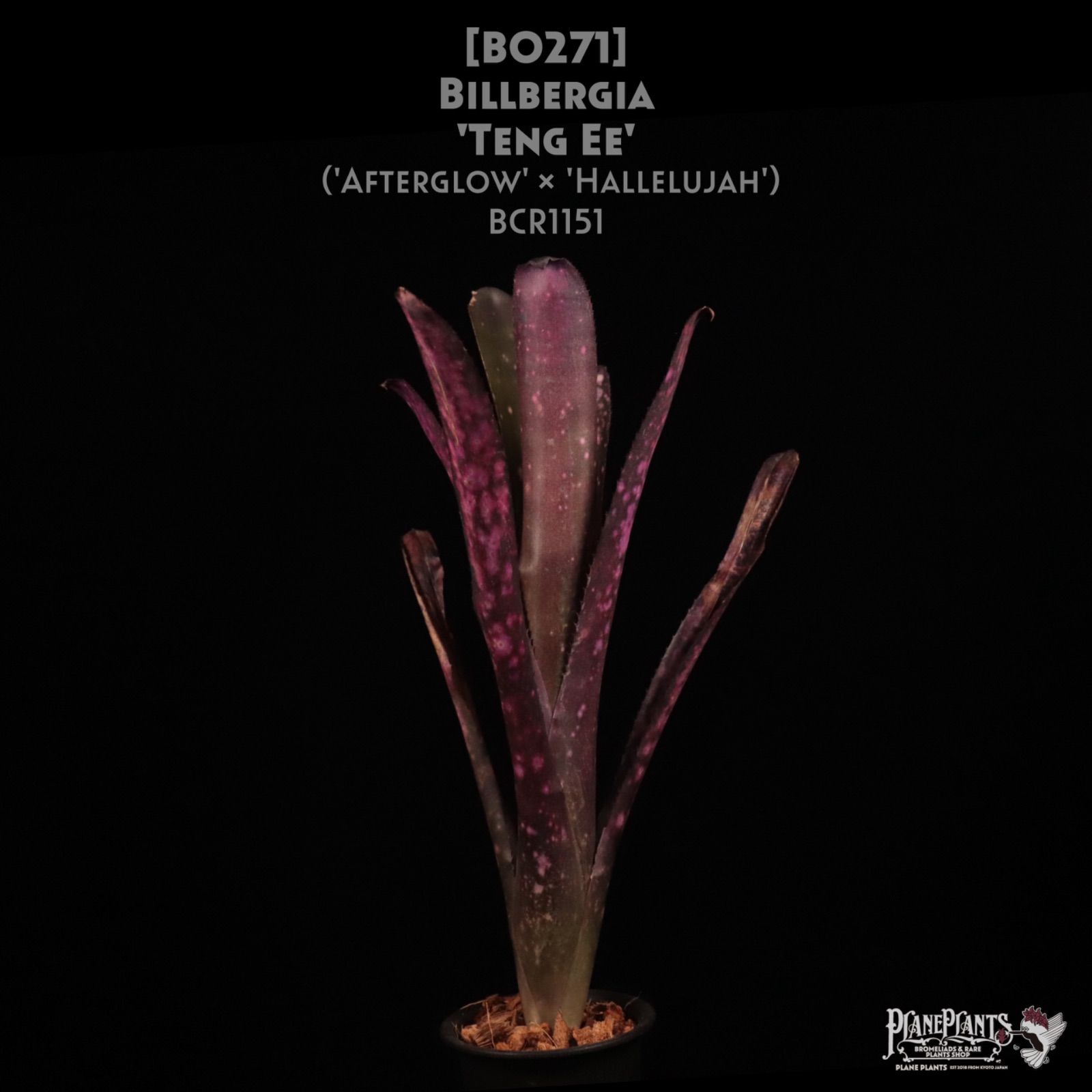 Billbergia Teng Ee 〔ビルベルギア〕現品発送B 0271 plane plants