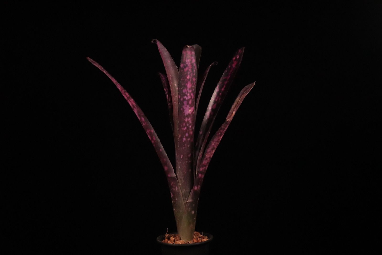 Billbergia Teng Ee 〔ビルベルギア〕現品発送B 0271 plane plants