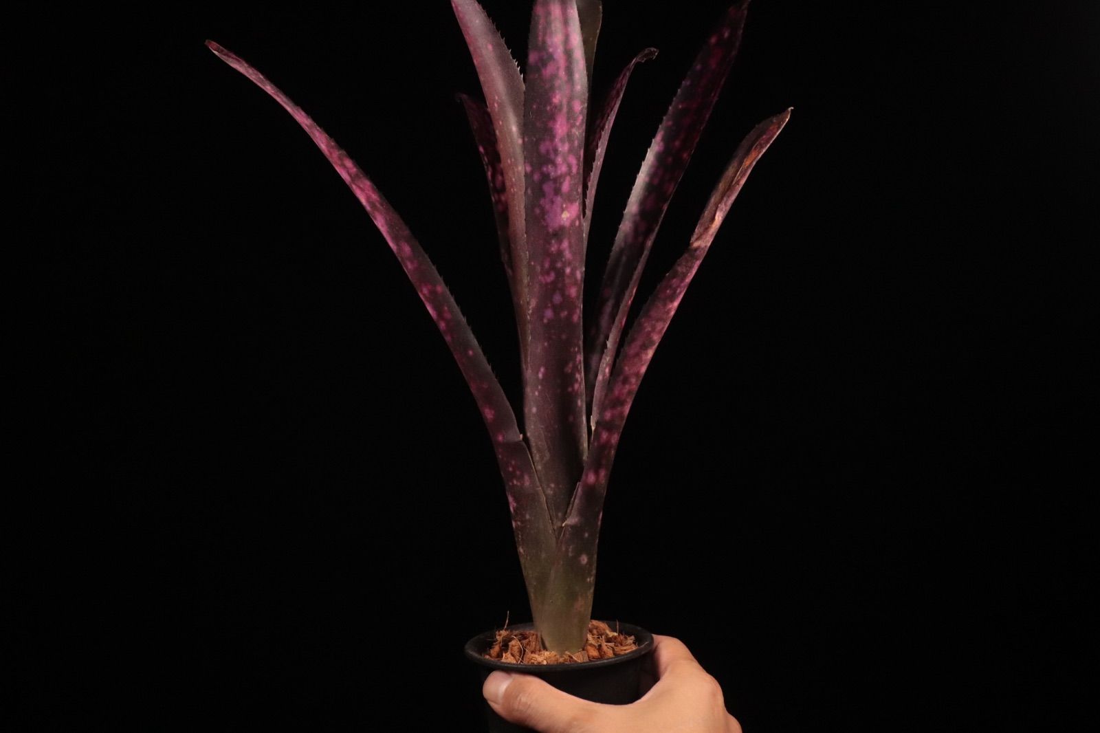 送料無料】Billbergia 'Teng Ee'〔ビルベルギア〕現品発送B0271