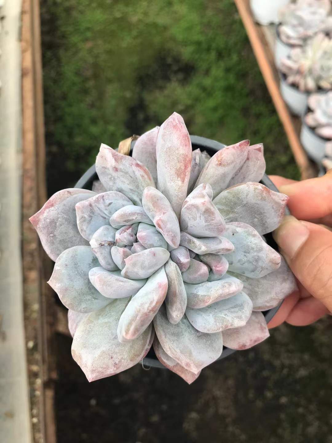 18株の抜き苗セット モンロー石化2頭 多肉植物 佐川急便発送 エケベリア 韓国苗 SKL 1408