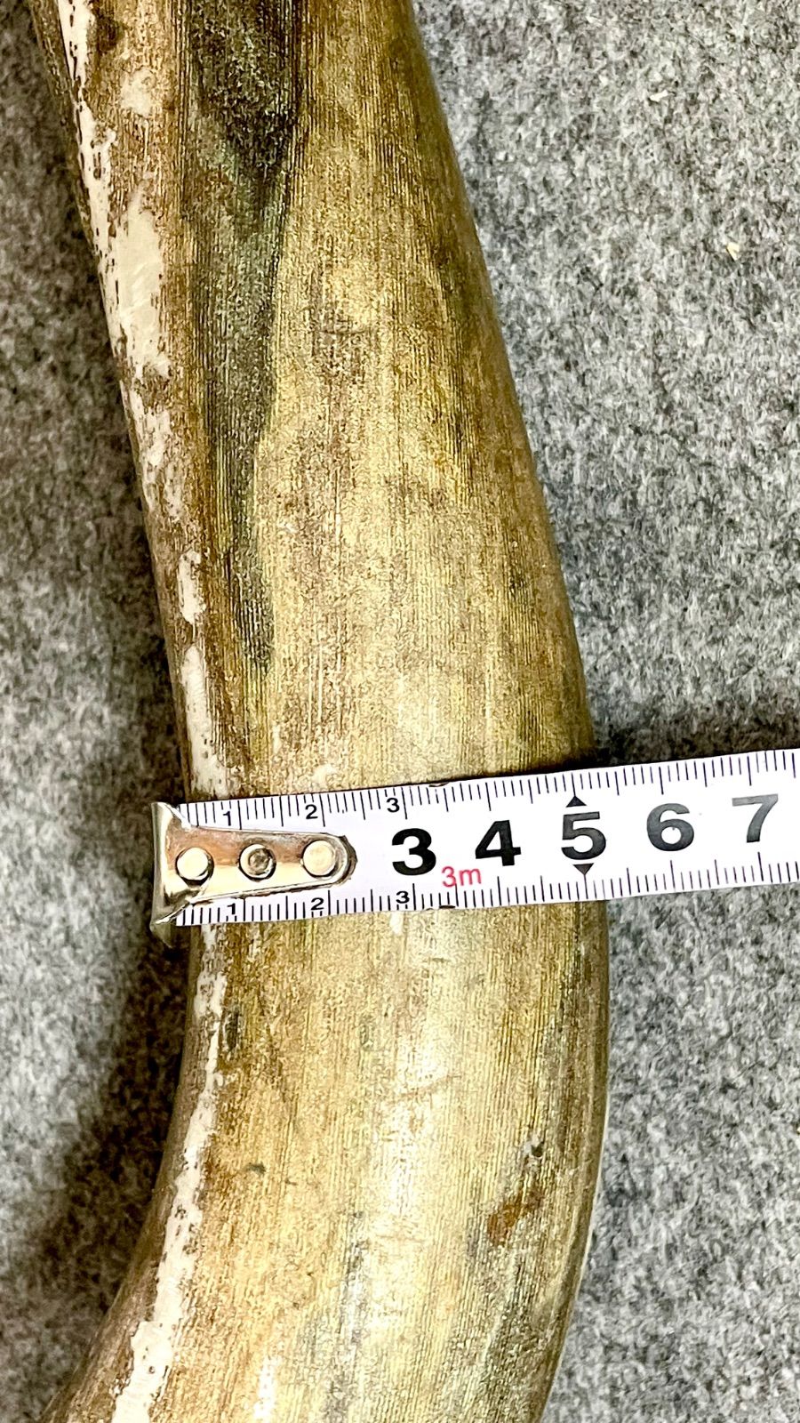 大きめ 深海松 天然 海松 レインボーコーラル 希少 重量約2.5kg 全長約