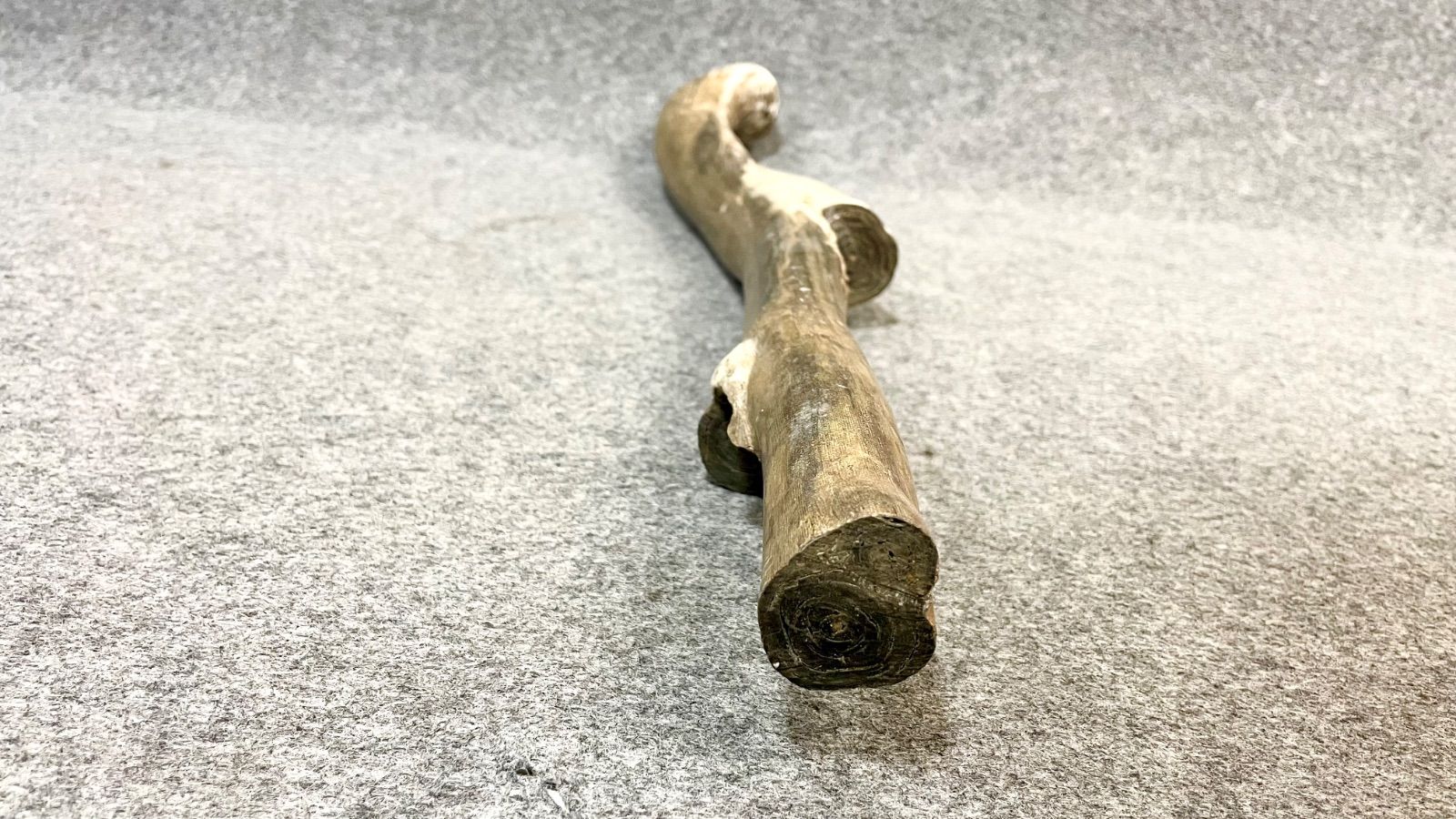 海松 レインボーコーラル