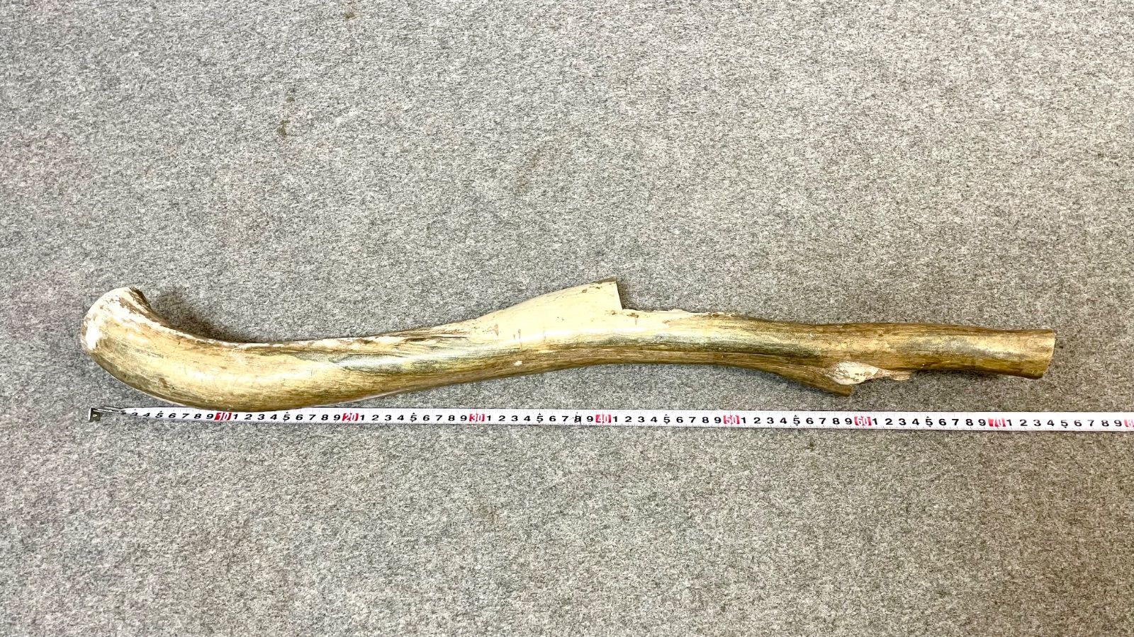 大きめ 深海松 天然 海松 レインボーコーラル 希少 重量約2.5kg 全長約