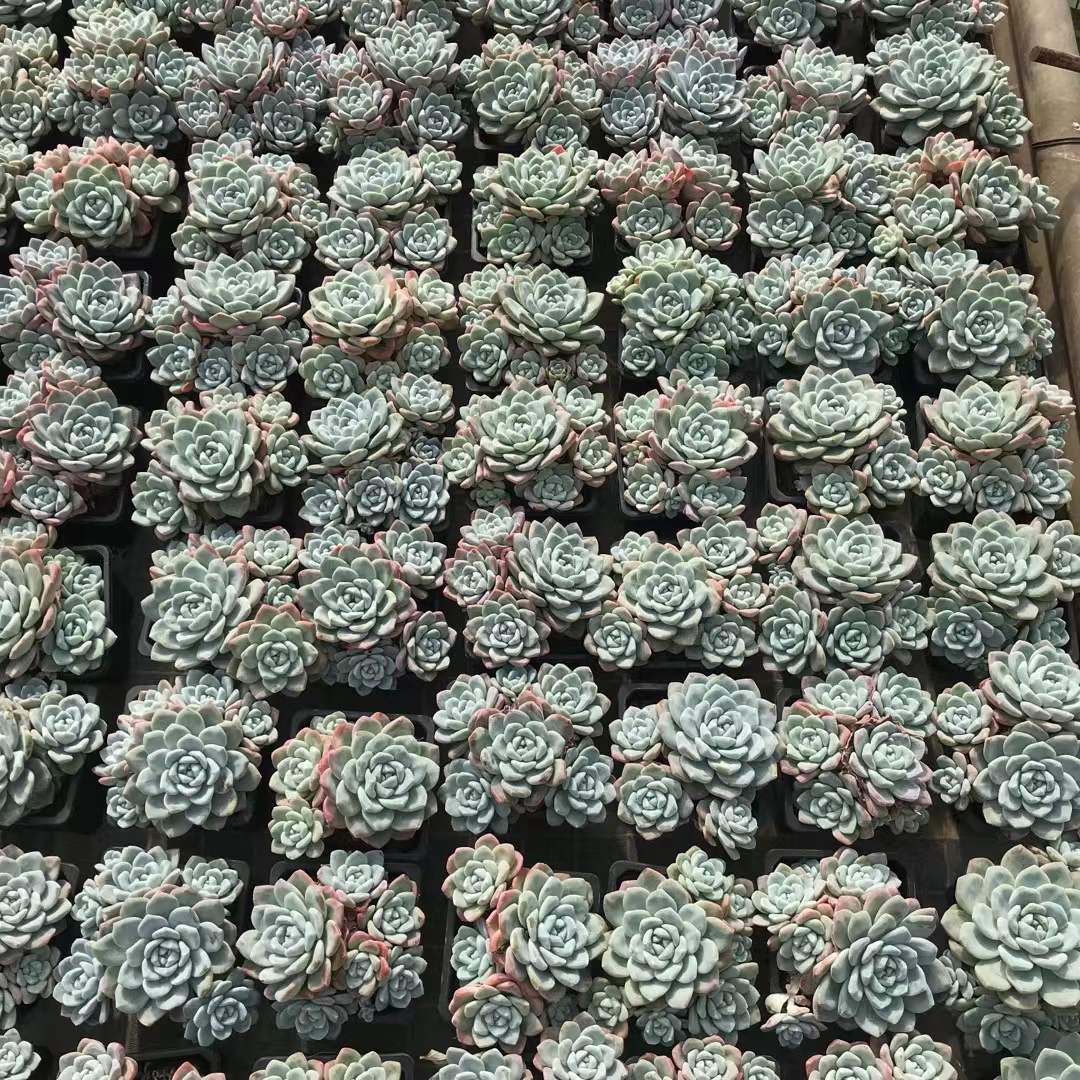 12株の抜き苗セット】アイスグリーン 多肉植物 佐川急便発送