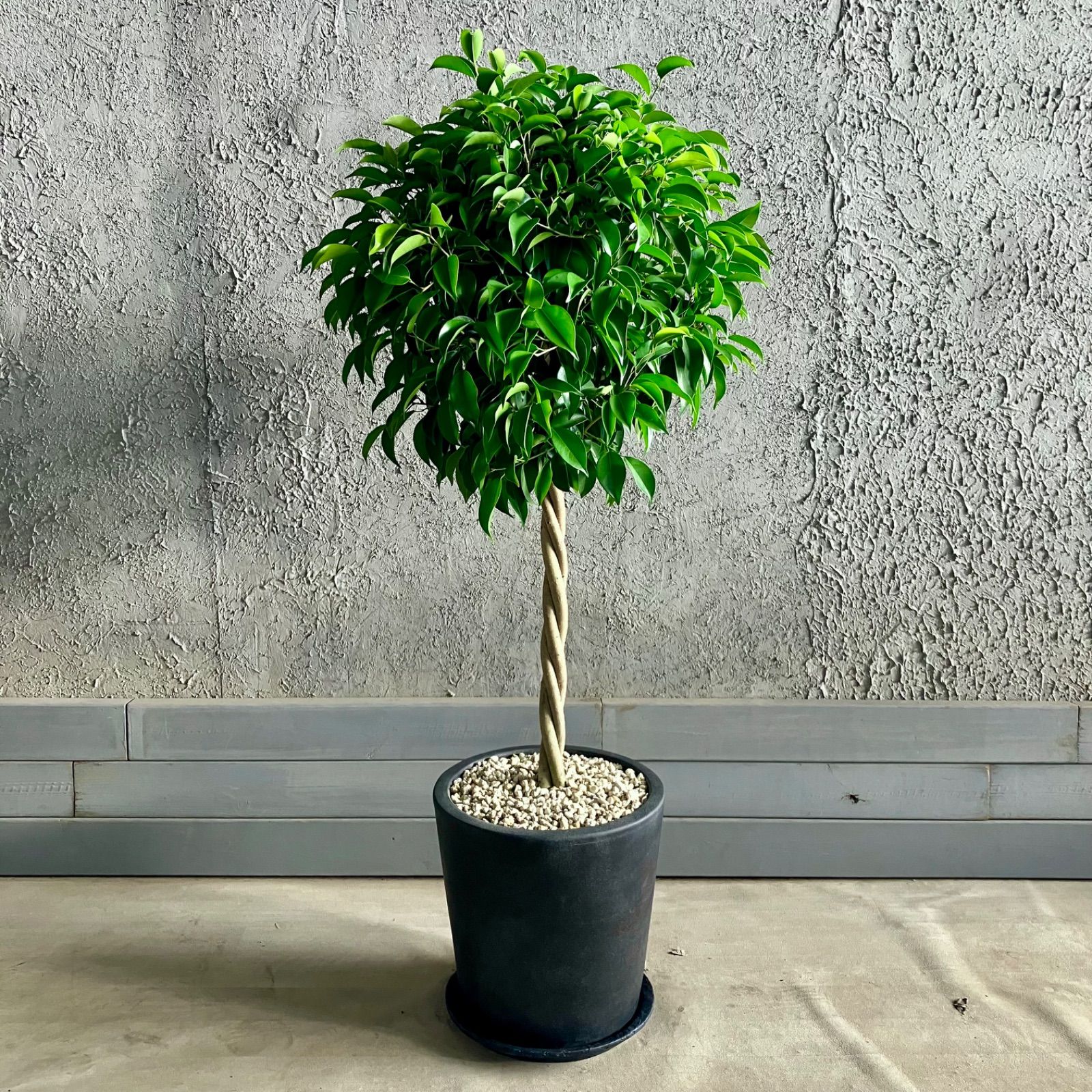 Tigers様専用 ねじり仕立て 節約 フィカス ベンジャミン 10号