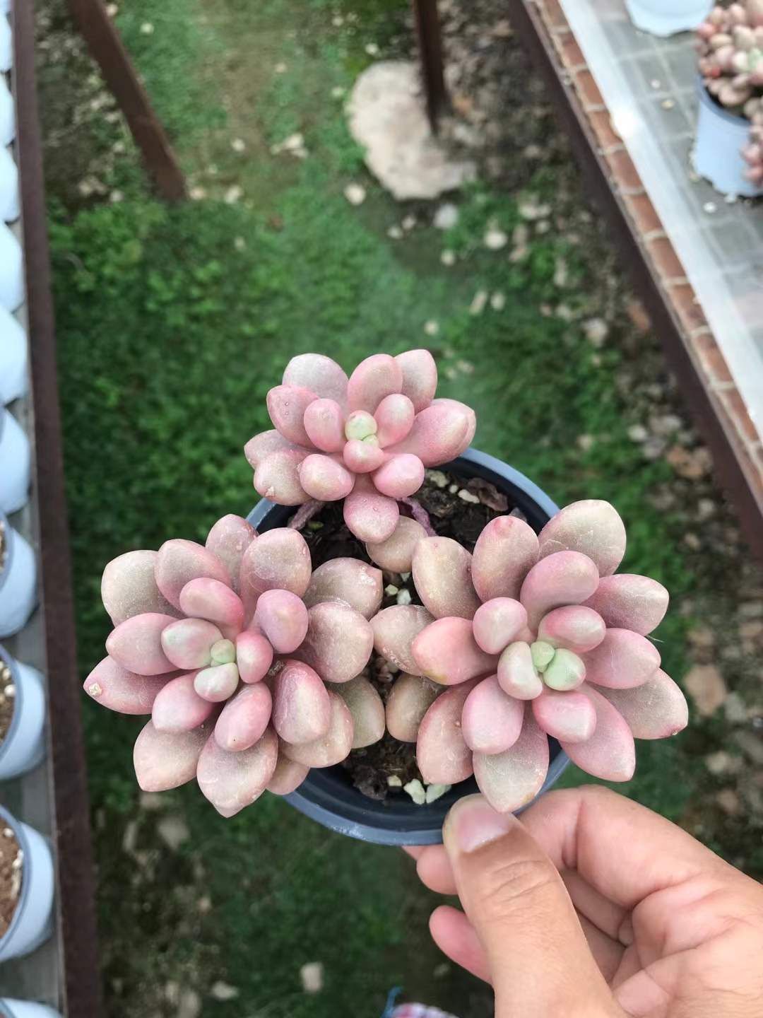 18株の抜き苗セット】アバンギャルド3頭ぐらい 多肉植物 佐川急便発送