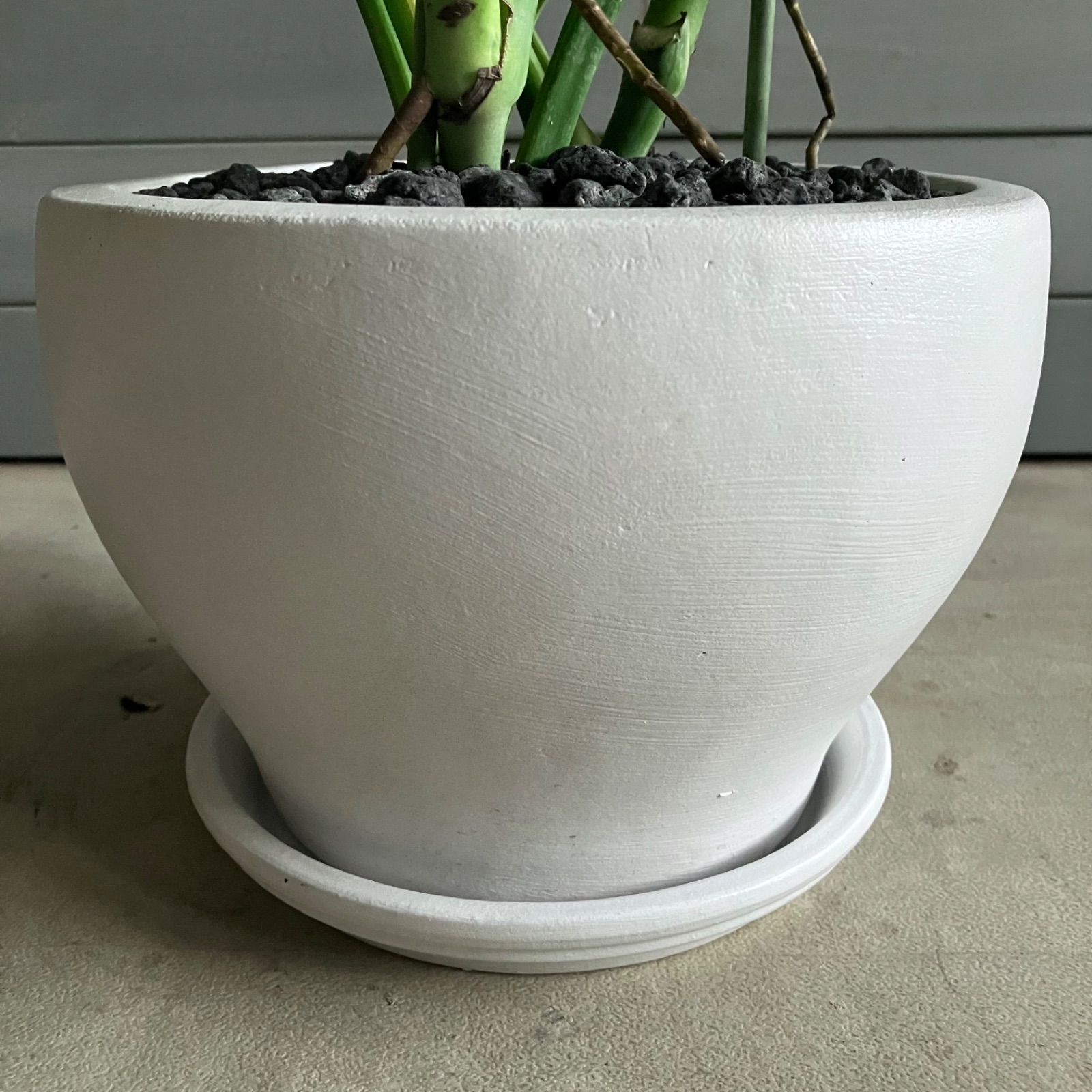 美形 モンステラ デリシオーサ 8号 テラコッタ鉢植え ホワイト 受け皿