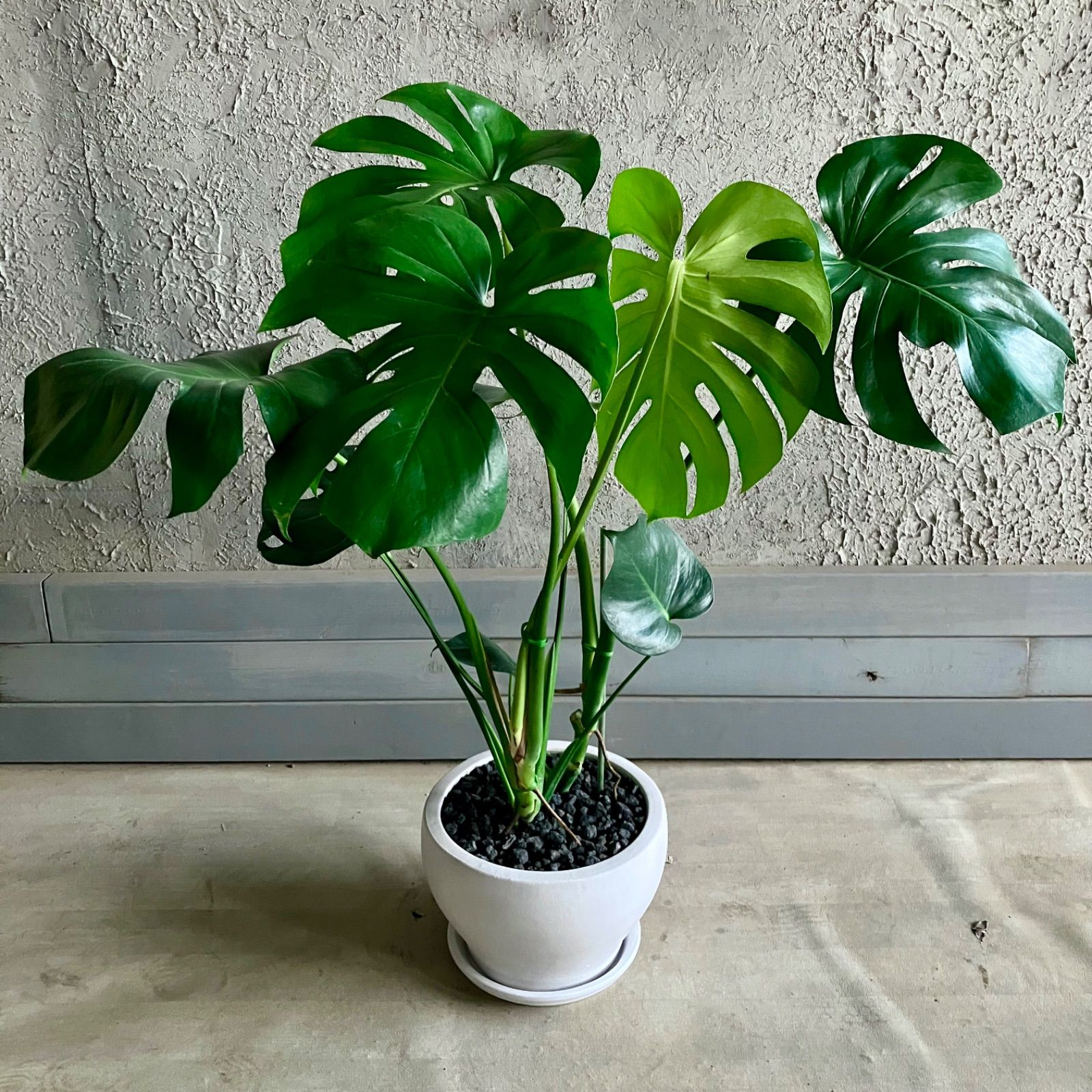 美形 モンステラ デリシオーサ 8号 テラコッタ鉢植え ホワイト 受け皿