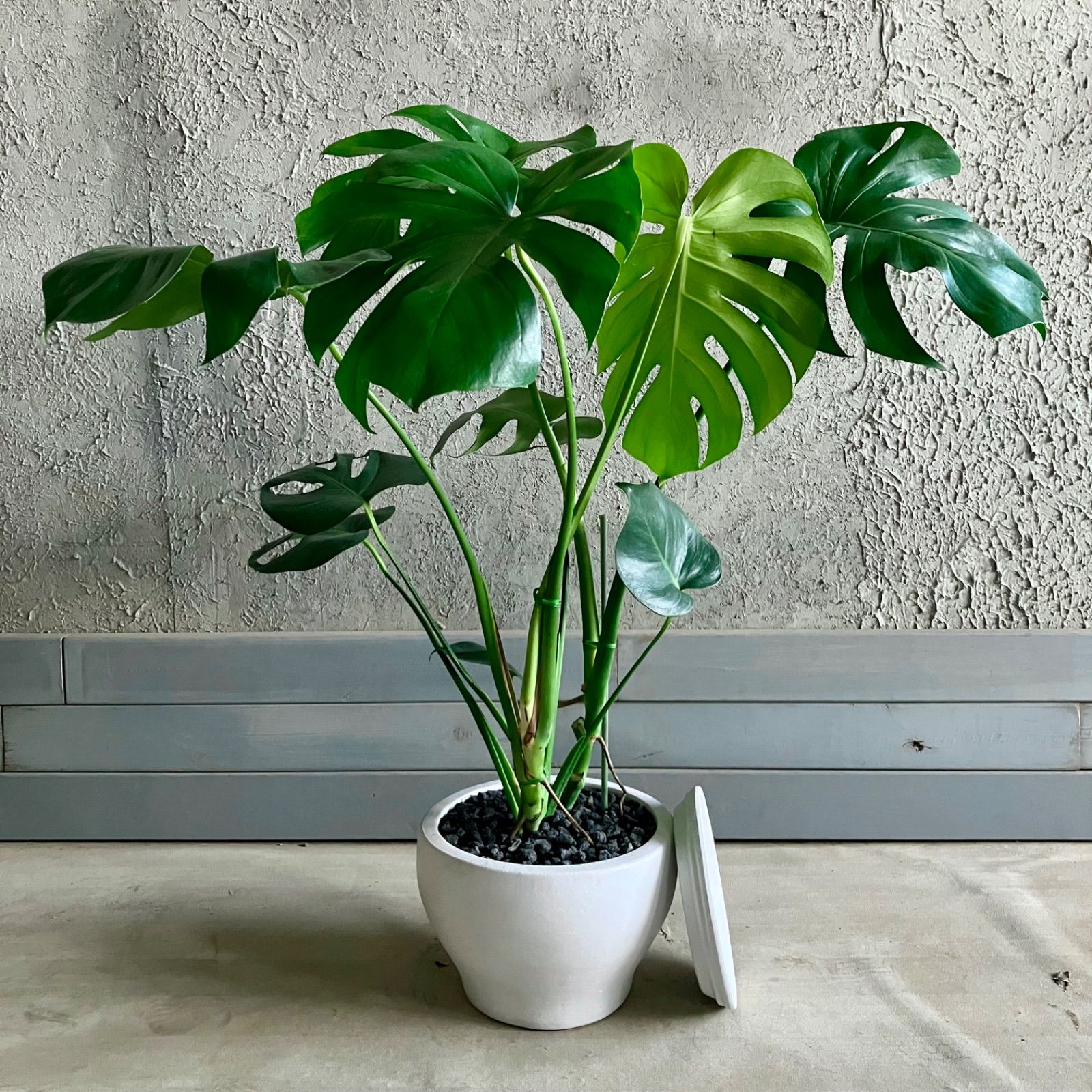 美形 モンステラ デリシオーサ 8号 テラコッタ鉢植え ホワイト 受け皿