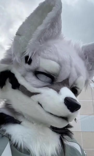 着ぐるみヘッド 狼 NO 415 グレー 灰色 全頭ヘッド ケモノ ファースーツ ぬいぐるみ コスプレ コスチューム kigurumi