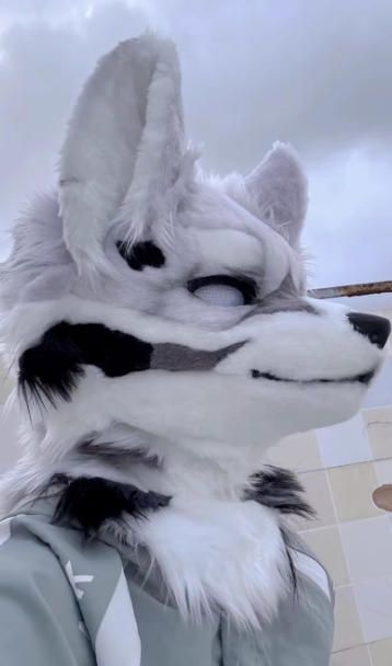 着ぐるみヘッド 狼 NO 415 グレー 灰色 全頭ヘッド ケモノ ファースーツ ぬいぐるみ コスプレ コスチューム kigurumi