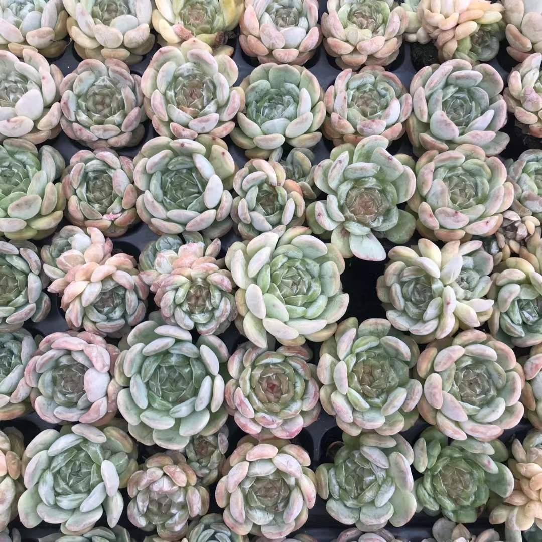 12株×フィオナ 多肉植物 エケベリア セダム アエオニウム