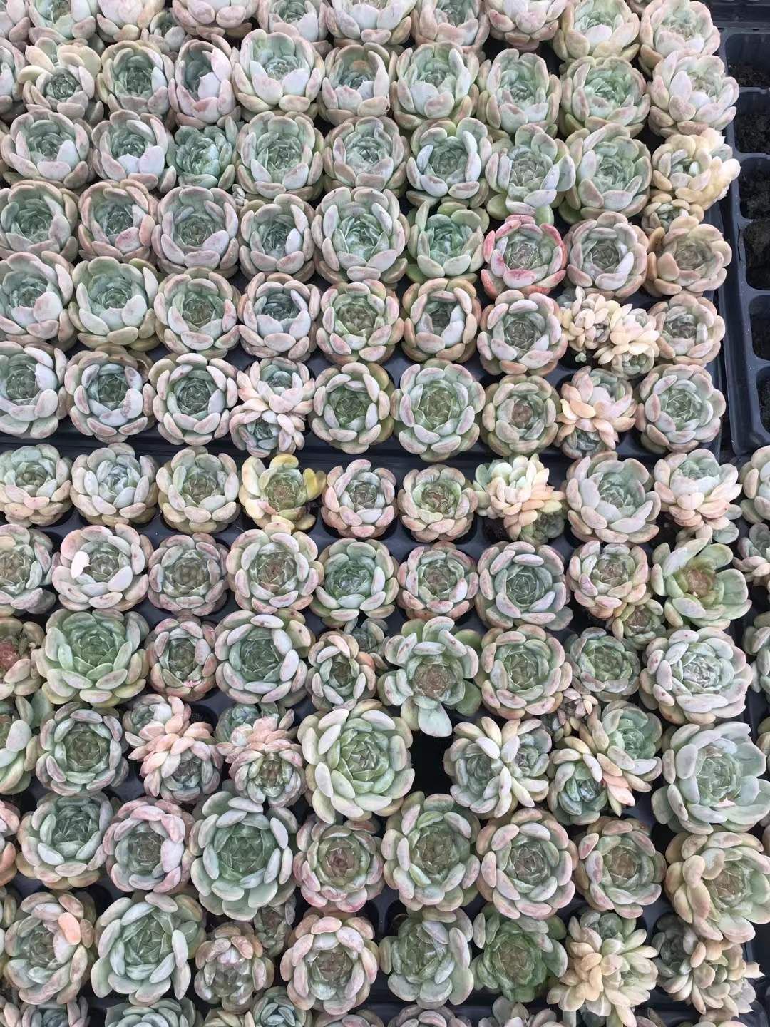 18株の抜き苗セット】カシオ 多肉植物 佐川急便発送 エケベリア 韓国苗