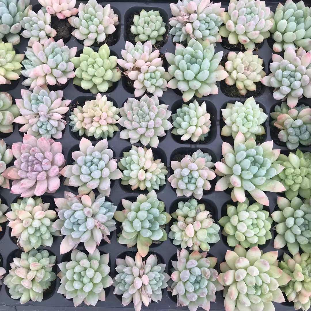 K*Z様 R19　15種類の土と根付き105苗セット　多肉　エケベリア　韓国苗 K*Z様 R19 15種類の土と根付き105苗セット 多肉 エケベリア