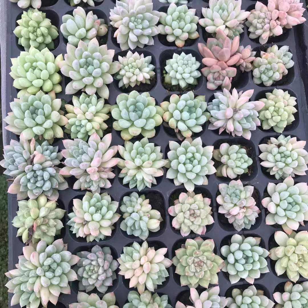 18株の抜き苗セット】イチゴアイス錦 多肉植物 佐川急便発送