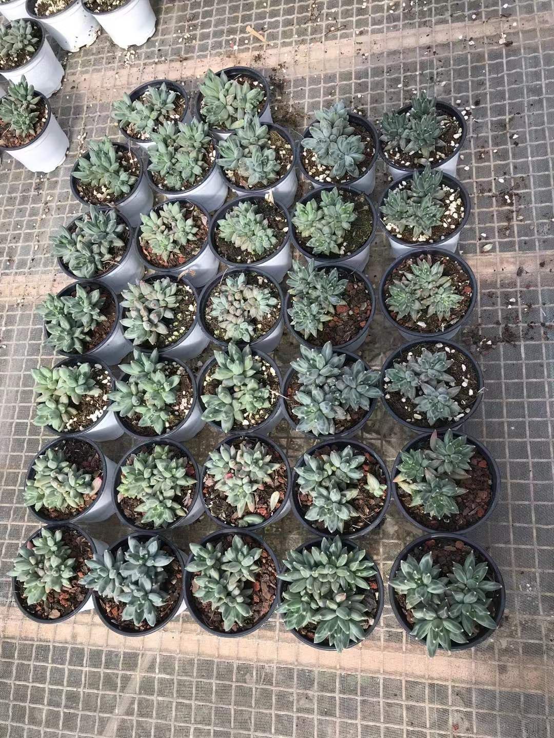 18株の抜き苗セット タマグリーン 多肉植物 佐川急便発送 エケベリア 韓国苗 SKL 1348