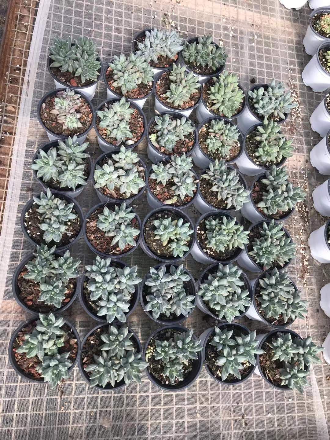 18株の抜き苗セット タマグリーン 多肉植物 佐川急便発送 エケベリア 韓国苗 SKL 1348