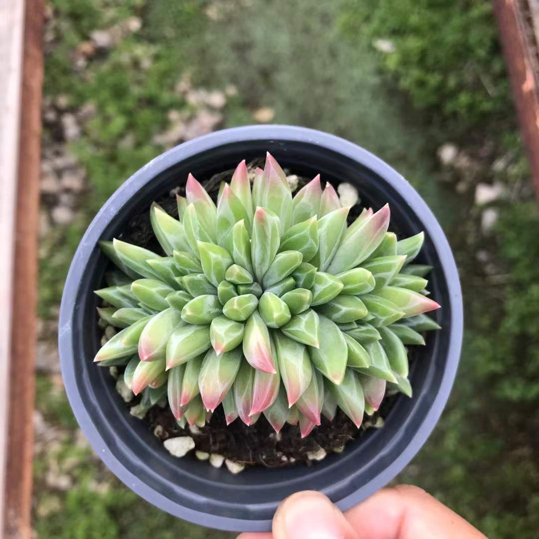 18株の抜き苗セット シャドー石化 多肉植物 佐川急便発送 エケベリア 韓国苗 SKL 1346