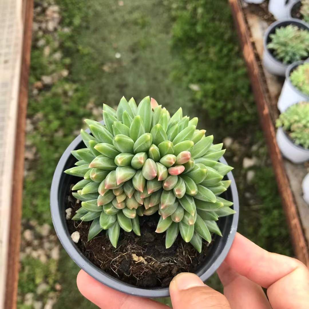 18株の抜き苗セット シャドー石化 多肉植物 佐川急便発送 エケベリア 韓国苗 SKL 1346