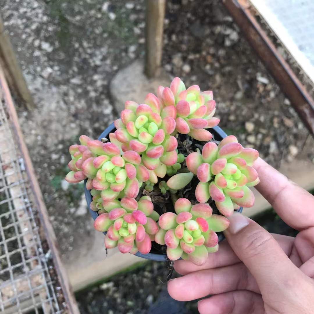 18株の抜き苗セット シャングリラ7頭 多肉植物 佐川急便発送 エケベリア 韓国苗 SKL 1345