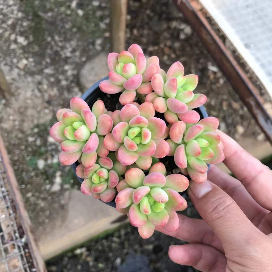 18株の抜き苗セット シャングリラ7頭 多肉植物 佐川急便発送 エケベリア 韓国苗 SKL 1345